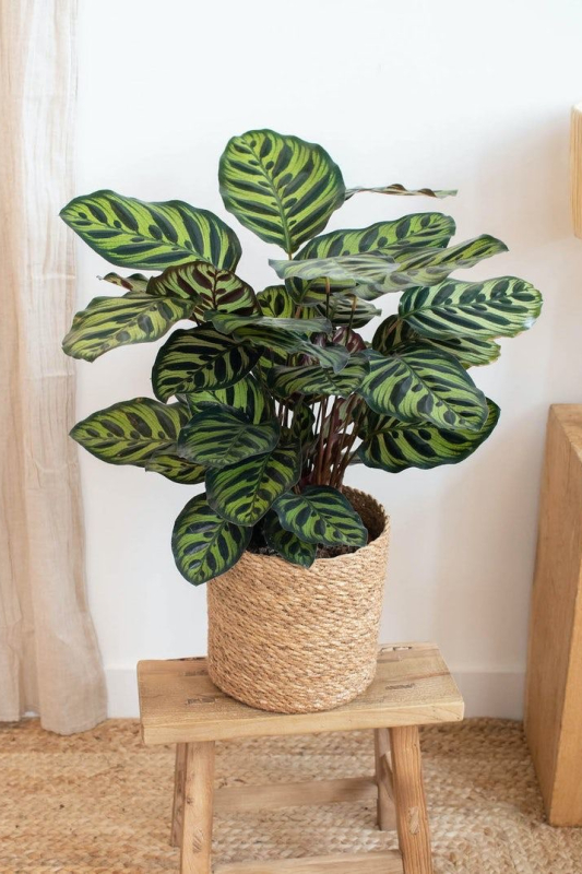 Калатея Макояна / calathea makoyana