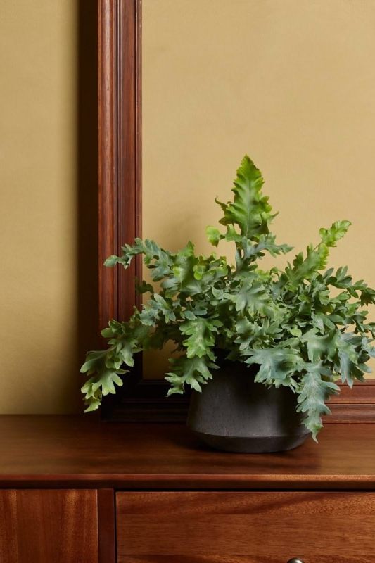 Флебодиум Давана / phlebodium davana
