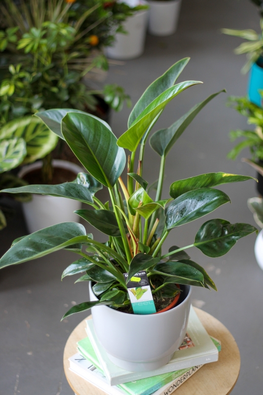 Филодендрон Конго / Philodendron Congo