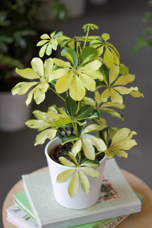 Шеффлера вариегатная / Schefflera