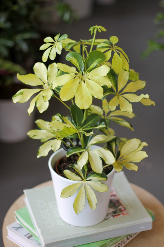 Шеффлера вариегатная / Schefflera