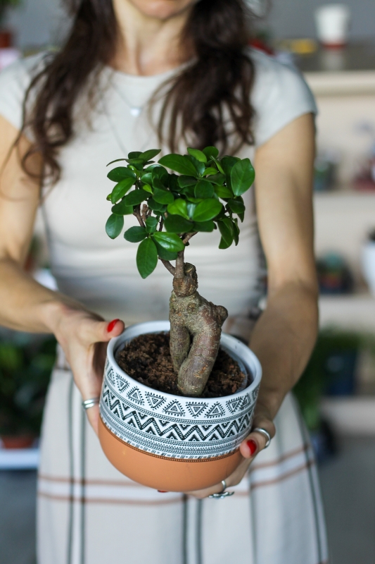 Фикус Гинсенг / Ficus microcarpa