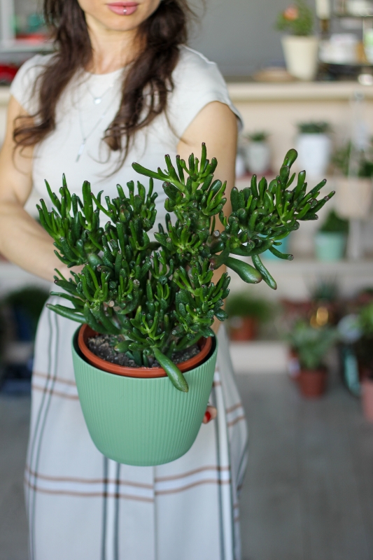 Крассула / Crassula