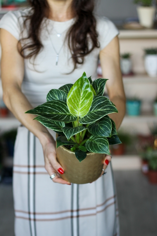 Филодендрон Биркин / Philodendron Birkin