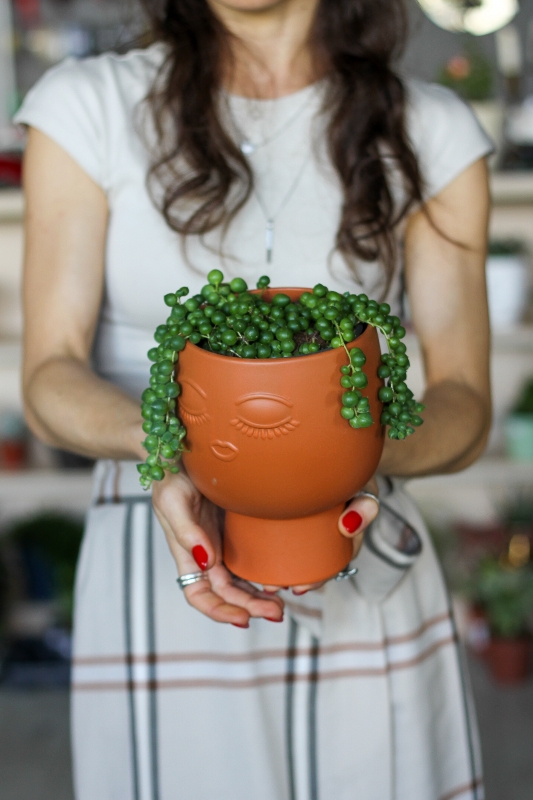 Крестовник Роули / Senecio rowleyanus