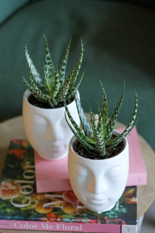 Хавортия с кашпо / Haworthia