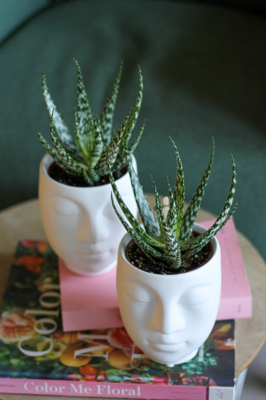 Хавортия с кашпо / Haworthia