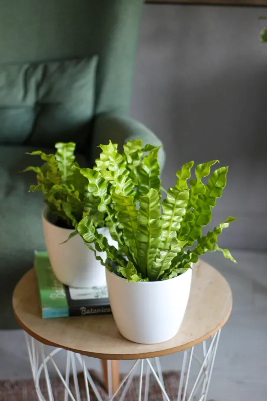Асплениум / Asplenium