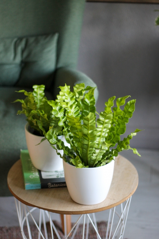 Асплениум / Asplenium