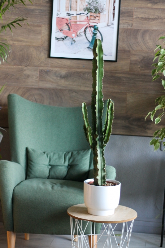 Молочай / Euphorbia