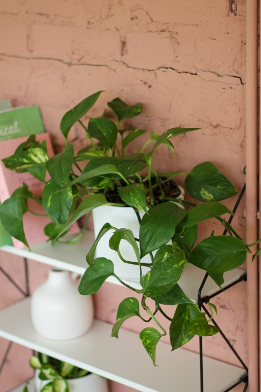 Эпипремнум Золотистый / Epipremnum aureum