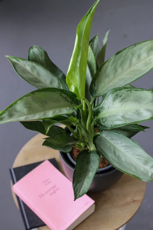 Аглаонема Сильвер Бэй / Aglaonema Silver Bay
