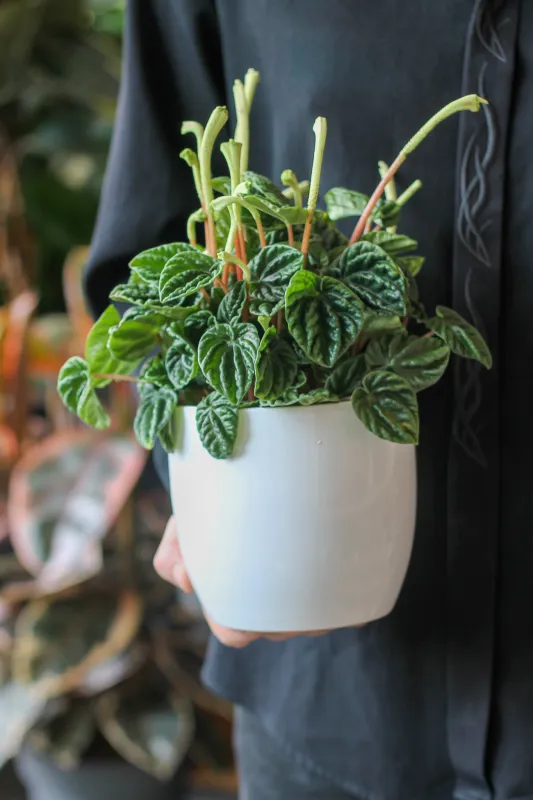 Пеперомия Лилиан / Peperomia caperata Lilian