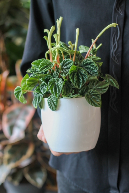 Пеперомия Лилиан / Peperomia caperata Lilian