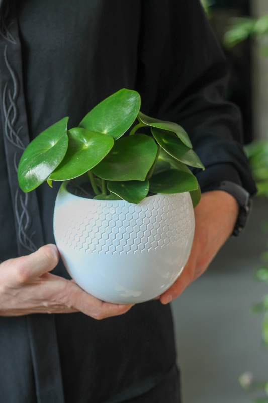Пилея пеперомиевидная / Pilea peperomioides