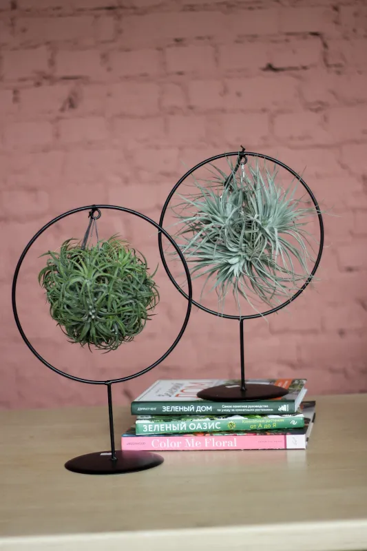 Тилландсия на подставке / Tillandsia
