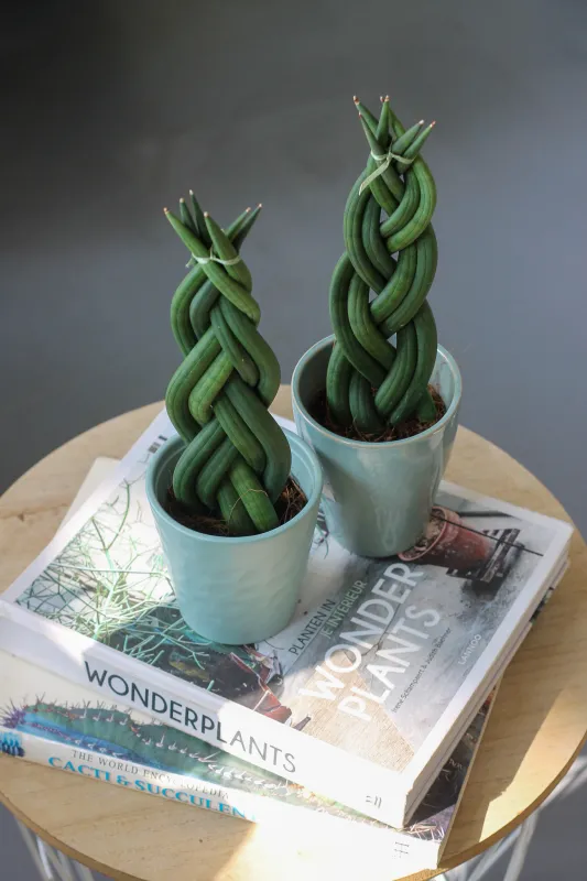 Сансевиерия цилиндрическая / Sansevieria cylindrica