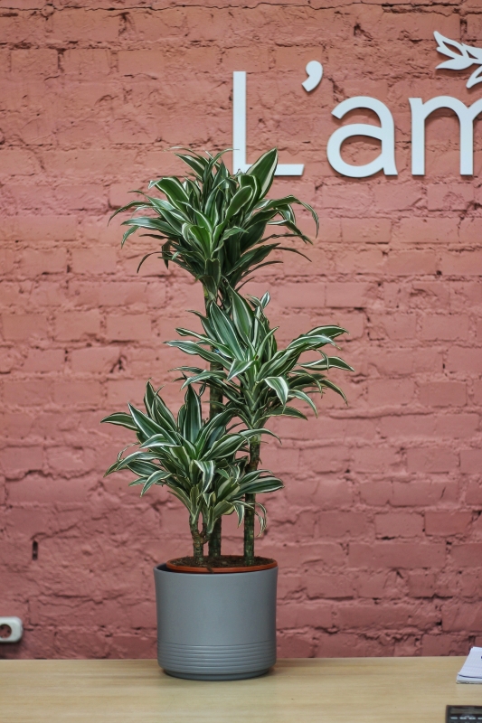 Драцена Вайт Страйп / Dracaena White Stipe на трёх стволах