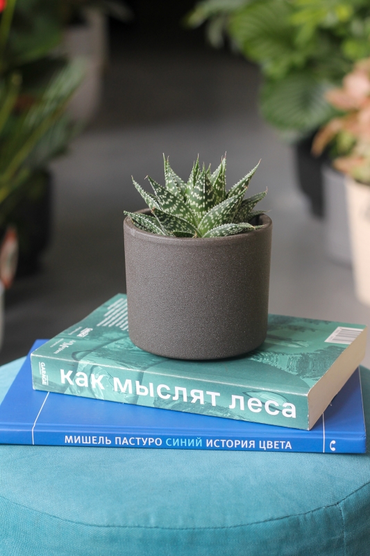 Суккуленты микс / Succulentus