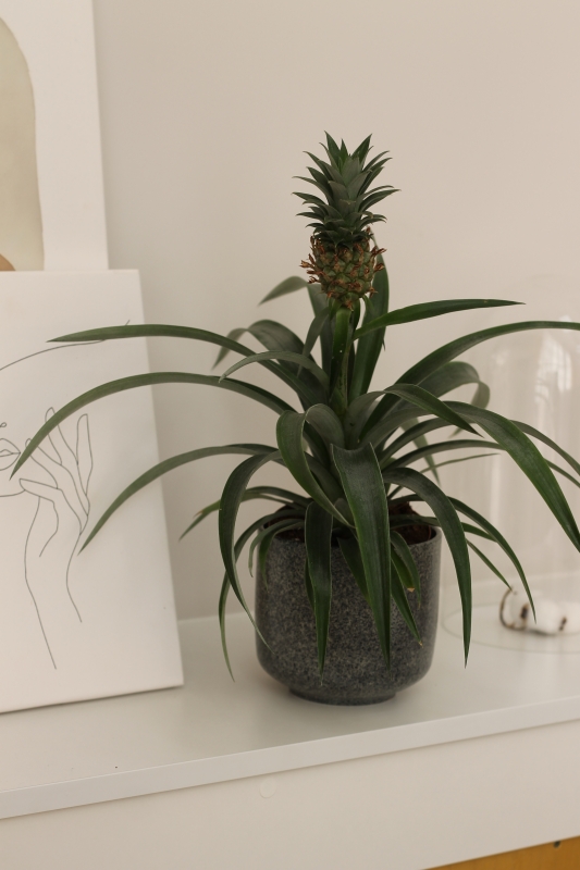 Ананас / Ananas