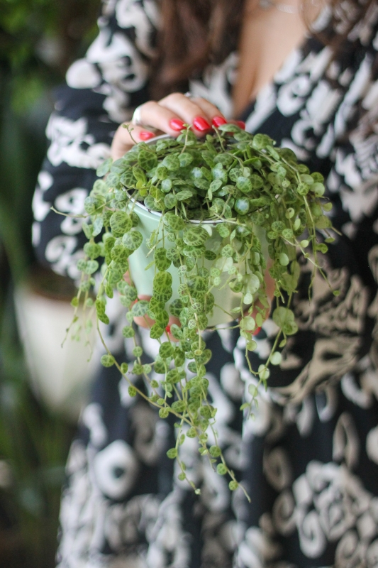 Пеперомия прострата / Peperomia prostrata