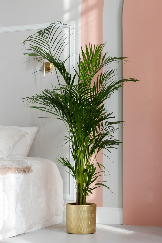 Арека Дипсис желтоватый / Dypsis Lutescens Areca