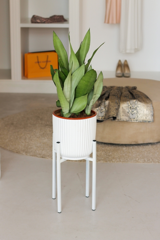 Сансевиерия Муншайн / Sansevieria Moonshine