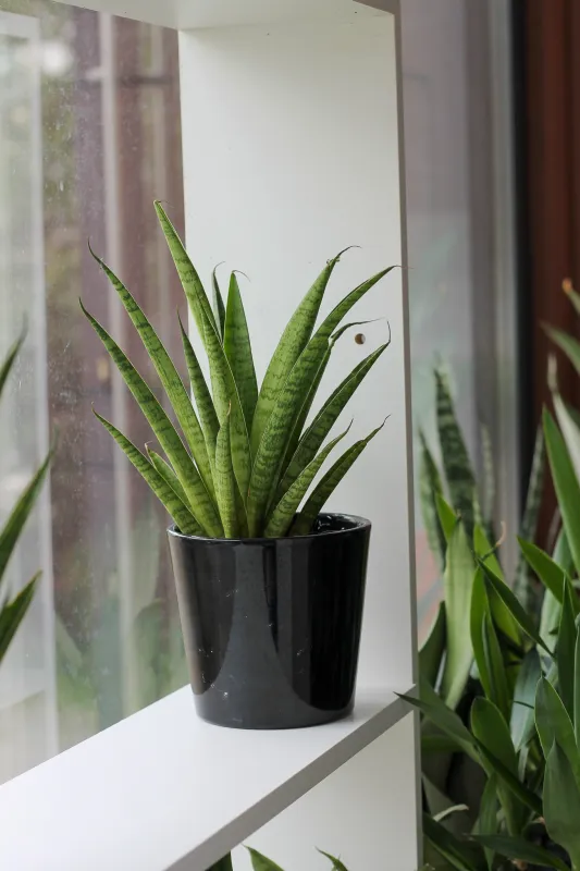 Сансевиерия Кирки Френдс / Sansevieria trifasciata kirkii Friends