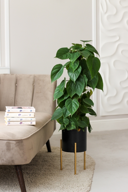 Филодендрон Сканденс / Philodendron Scandens