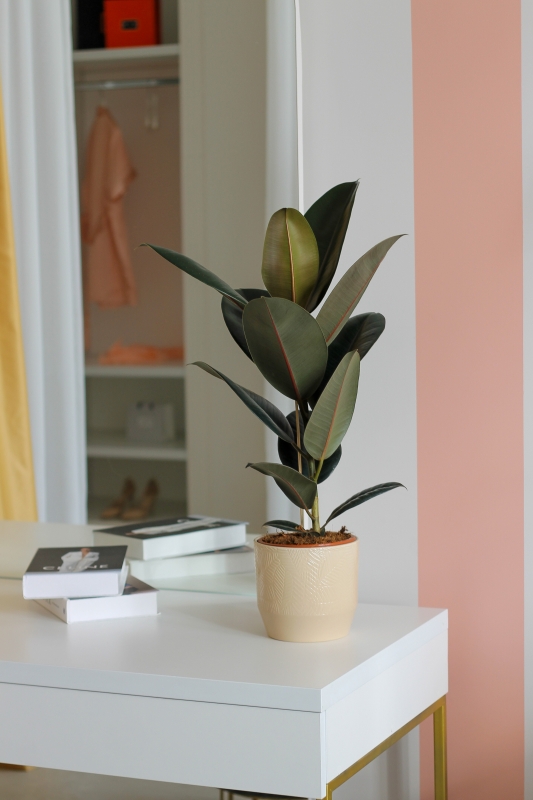 Фикус Эластика Абиджан / Ficus Elastica Abijan