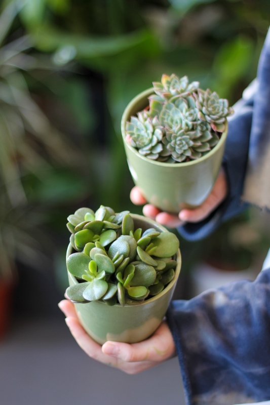 Суккуленты микс / Succulentus