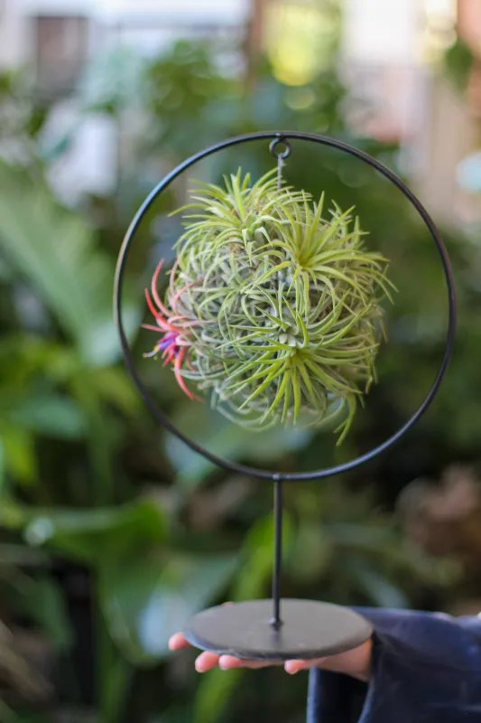Тилландсия цветущая на подставке / Tillandsia