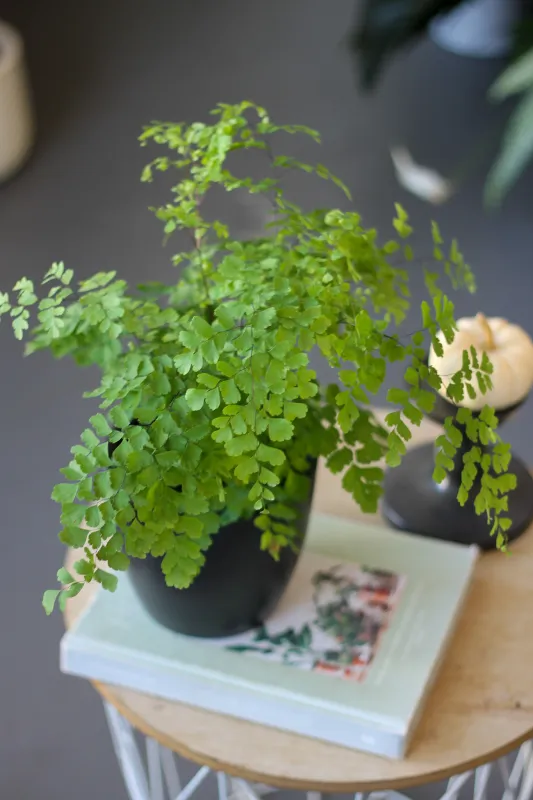 Адиантум венерин волос /  Adiantum capillus veneris
