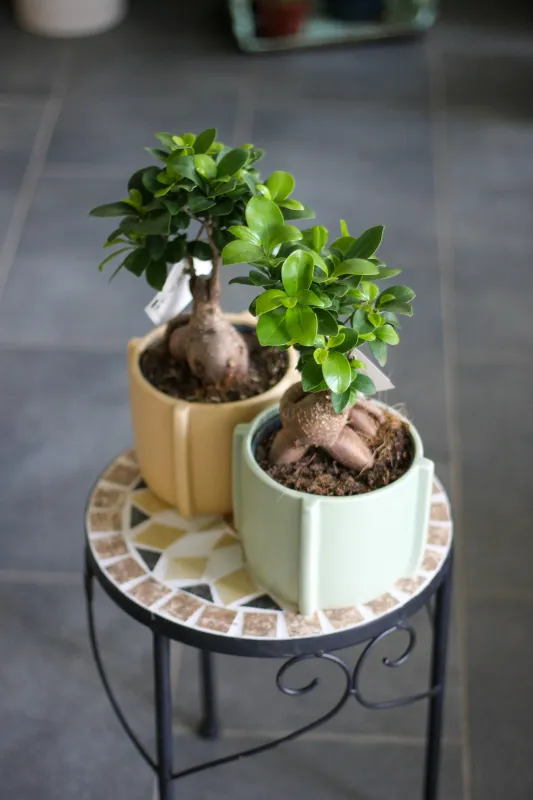 Фикус Гинсенг Микрокарпа с кашпо / Ficus Ginseng Microcarpa