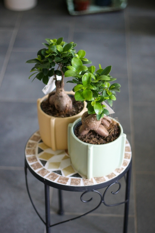 Фикус Гинсенг Микрокарпа с кашпо / Ficus Ginseng Microcarpa