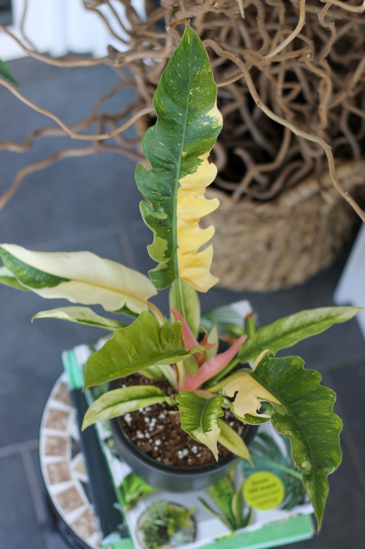 Филодендрон Вариегатный Огненное Кольцо / Philodendron Narrow Ring of Fire