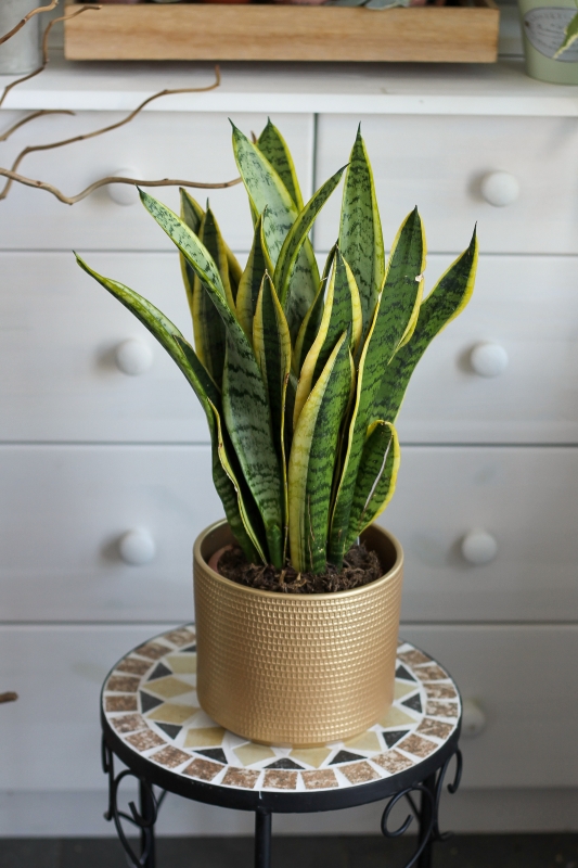 Сансевиерия Суперба / Sansevieria Futura Superba