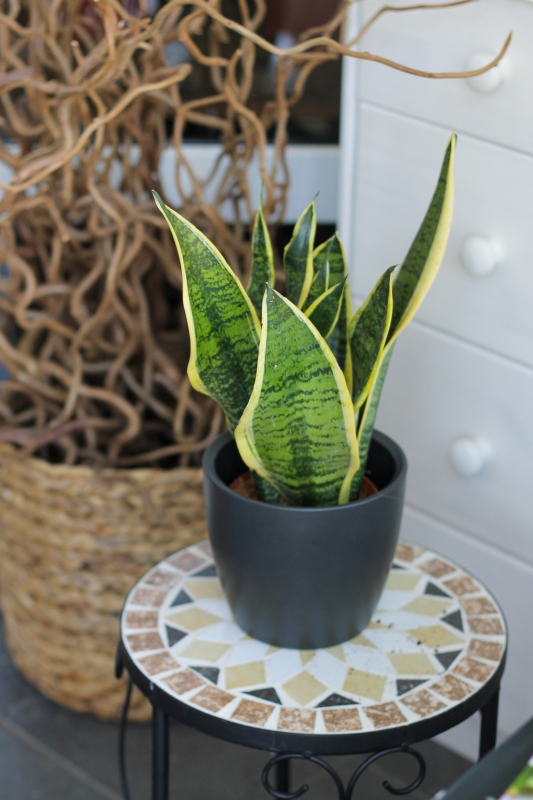 Сансевиерия Суперба / Sansevieria Futura Superba