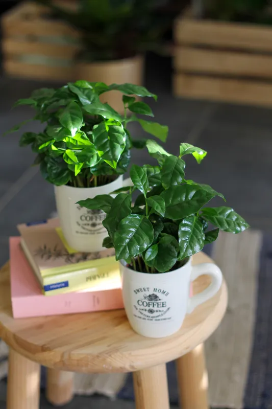 Кофейное дерево / Coffee Arabica