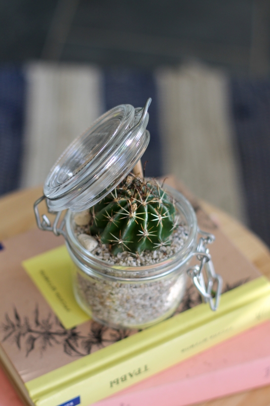 Кактус микс в банке / Cactus mix