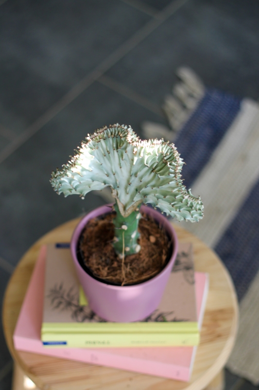 Молочай Эуфорбия Лактея Кристата / Euphorbia Lactea Cristata
