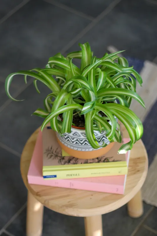 Хлорофитум / Chlorophytum