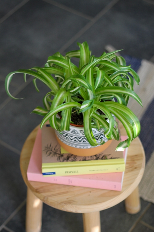 Хлорофитум / Chlorophytum