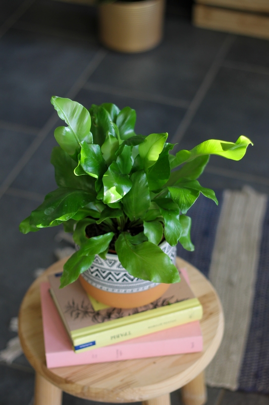 Асплениум / Asplenium