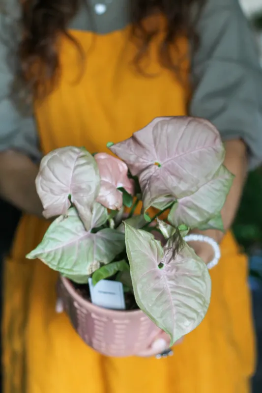 Сингониум Розовый Неон / Syngonium Pink Neon