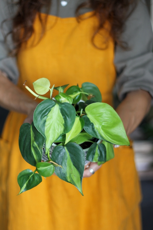  Филодендрон  Бразил / Philodendron  Brazil