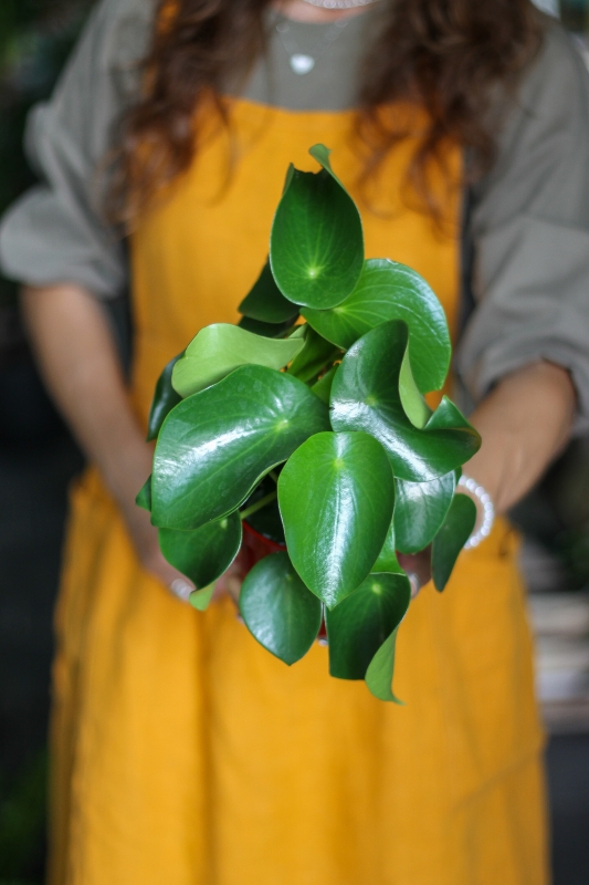 Пилея пеперомиевидная / Pilea peperomioides