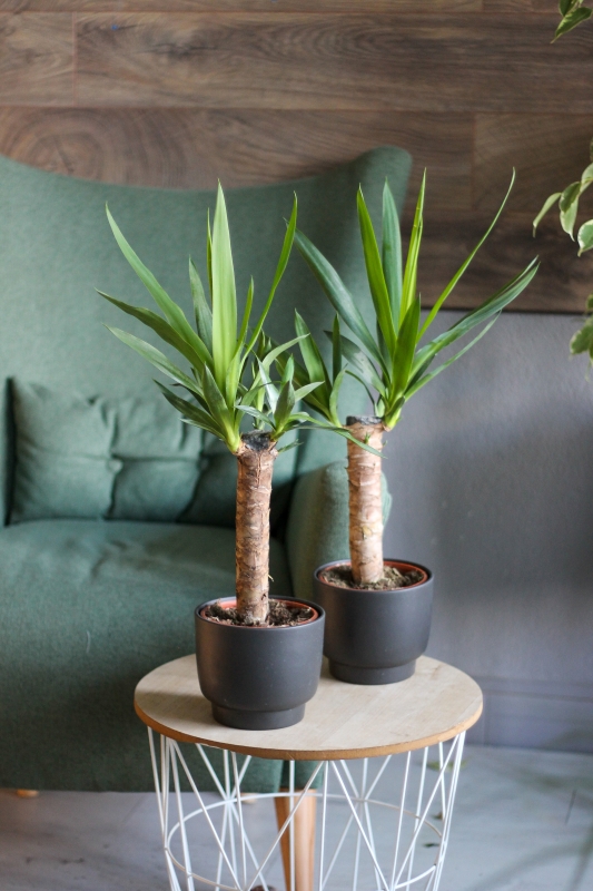 Юкка / Yucca