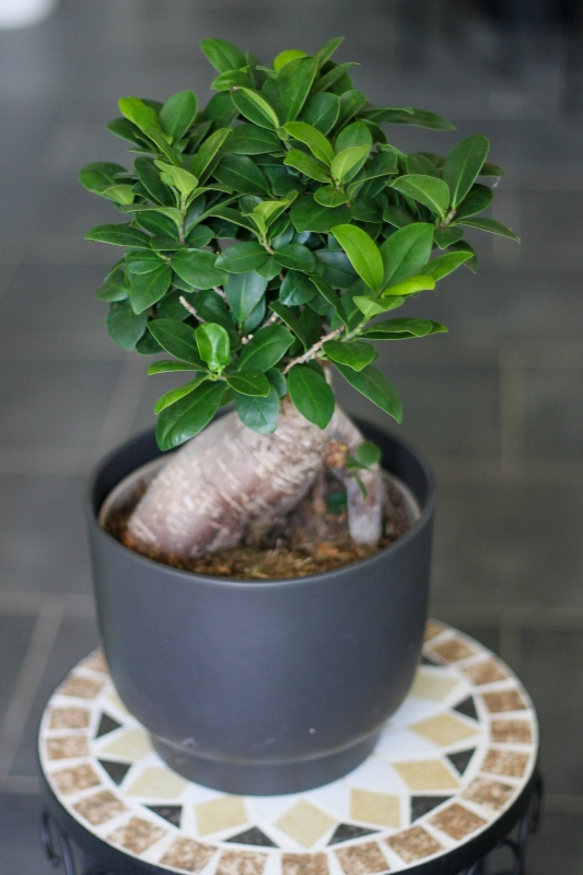 Фикус Бонсай Гинсенг Микрокарпа / Ficus Ginseng Microcarpa