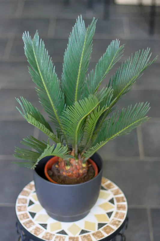 Цикас / Cycas